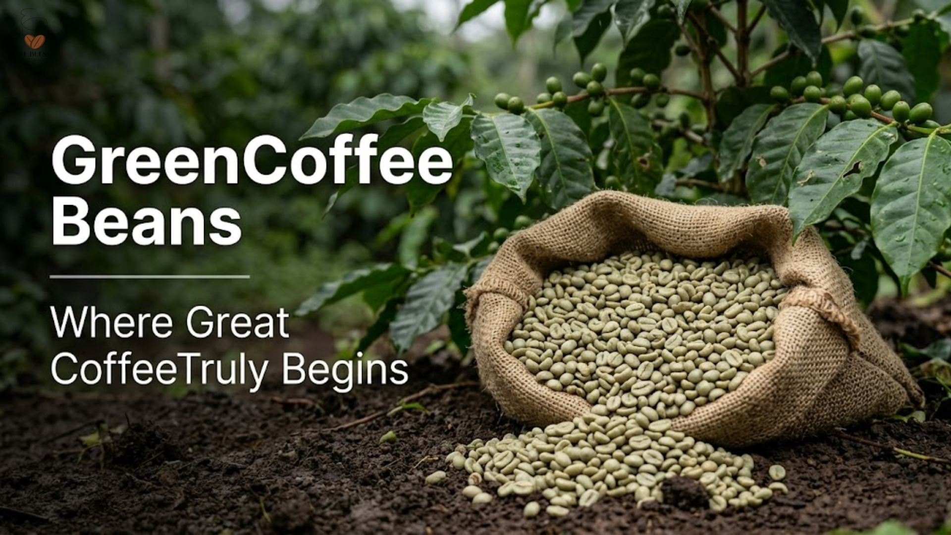 Green Coffee Beans: Where Great Coffee Truly Begins