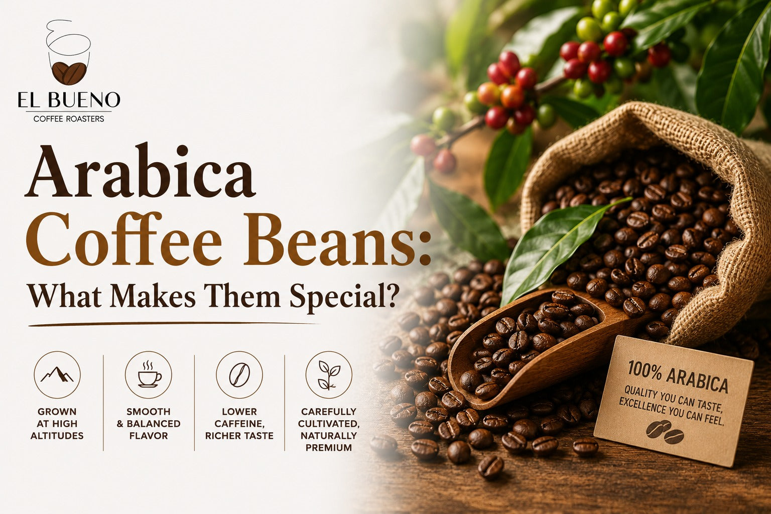 Arabica Coffee Beans: What Makes Them Special?