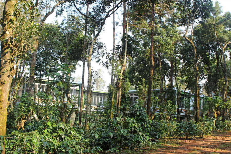 Amruthavarshini Farm