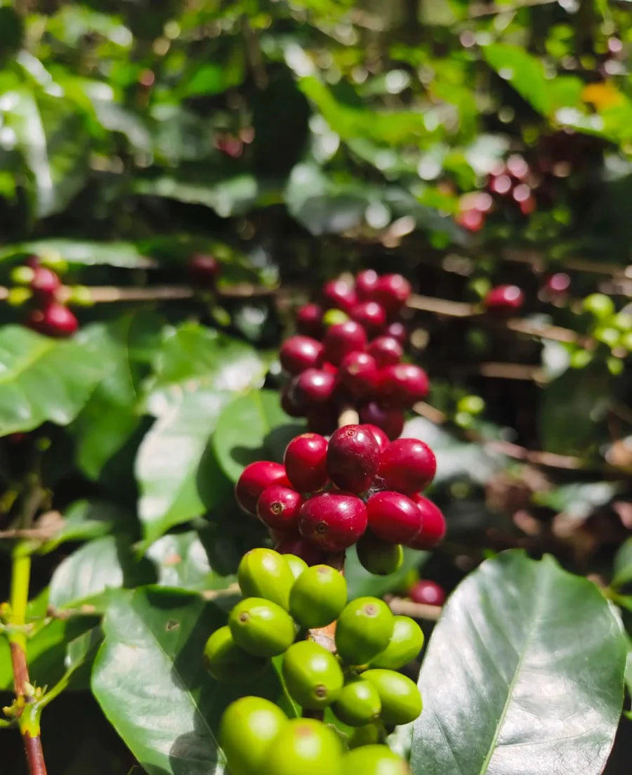 South India Coffee Company