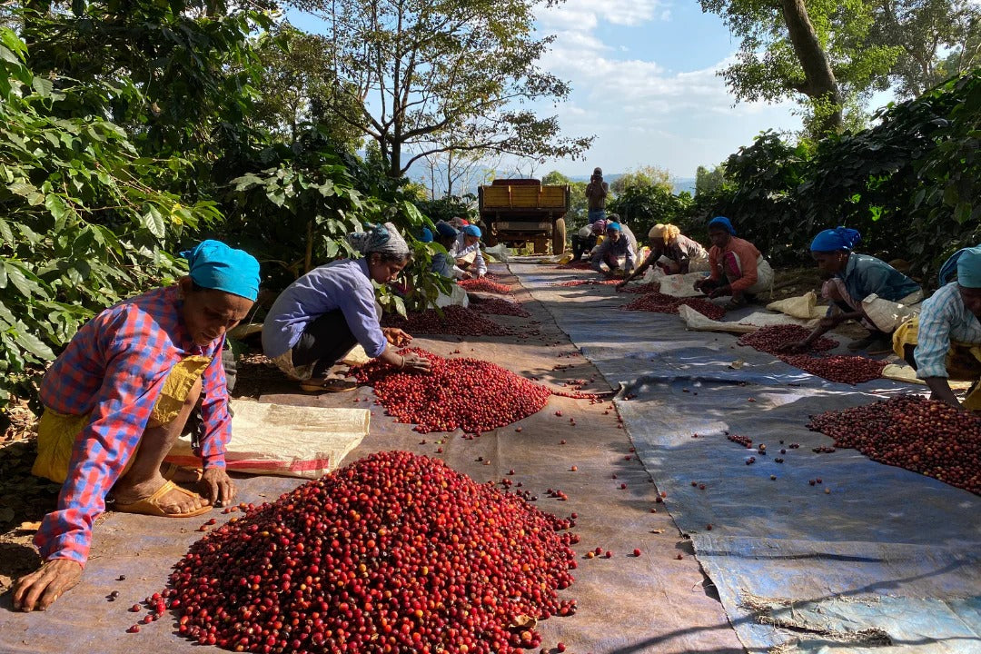Karadykan Estate (Sangameshwar Coffee Estates)