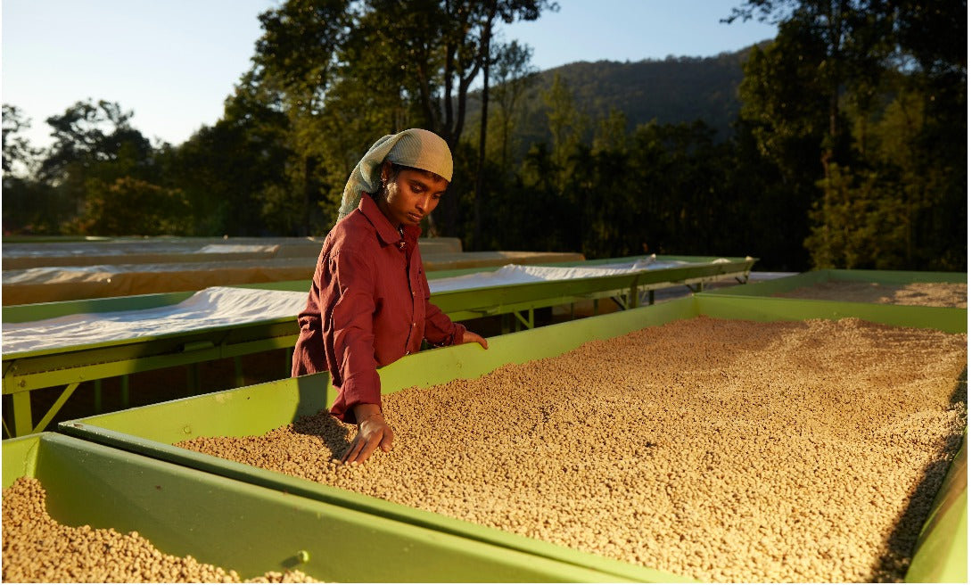 Balanoor Plantations