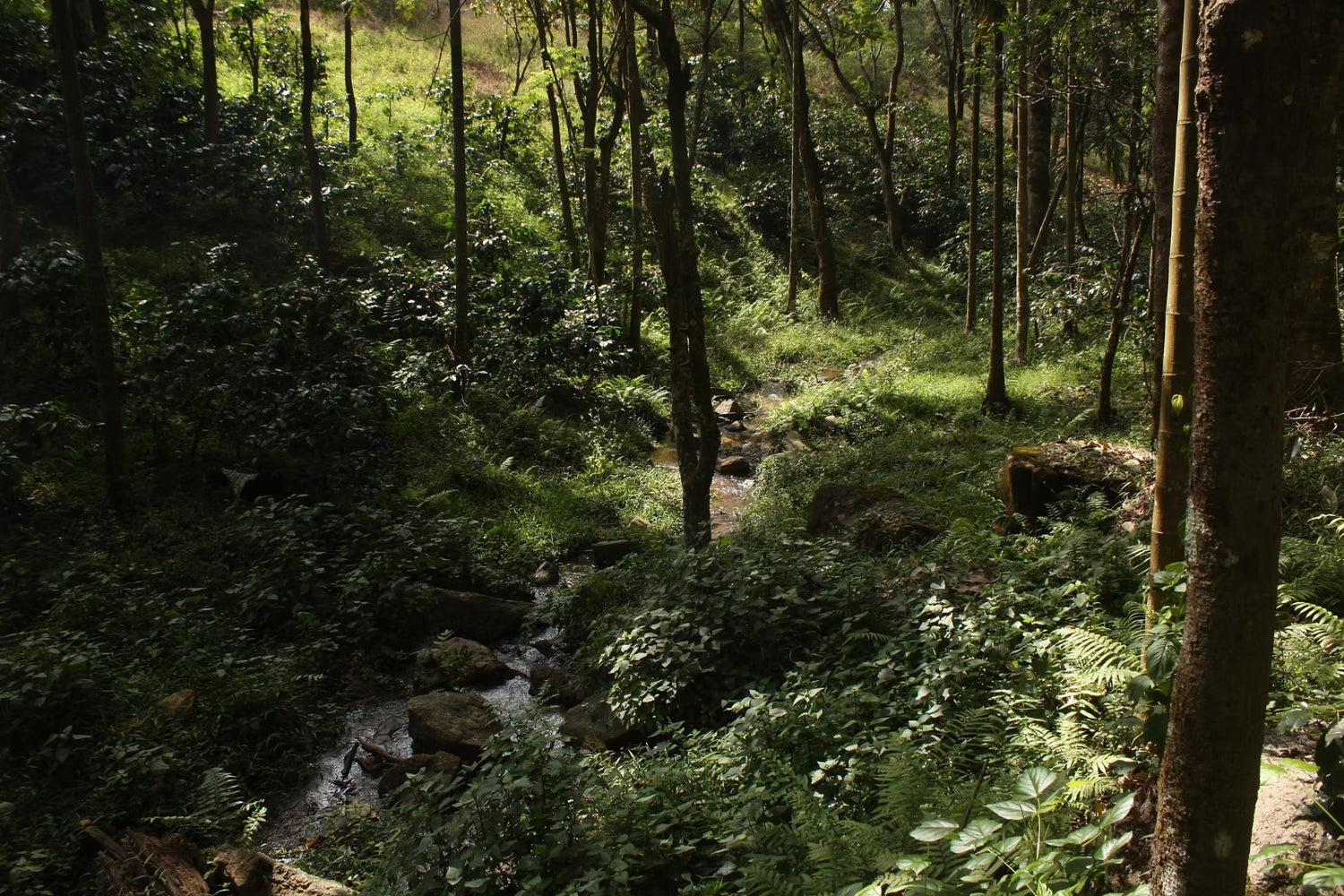 Kerehaklu Estate