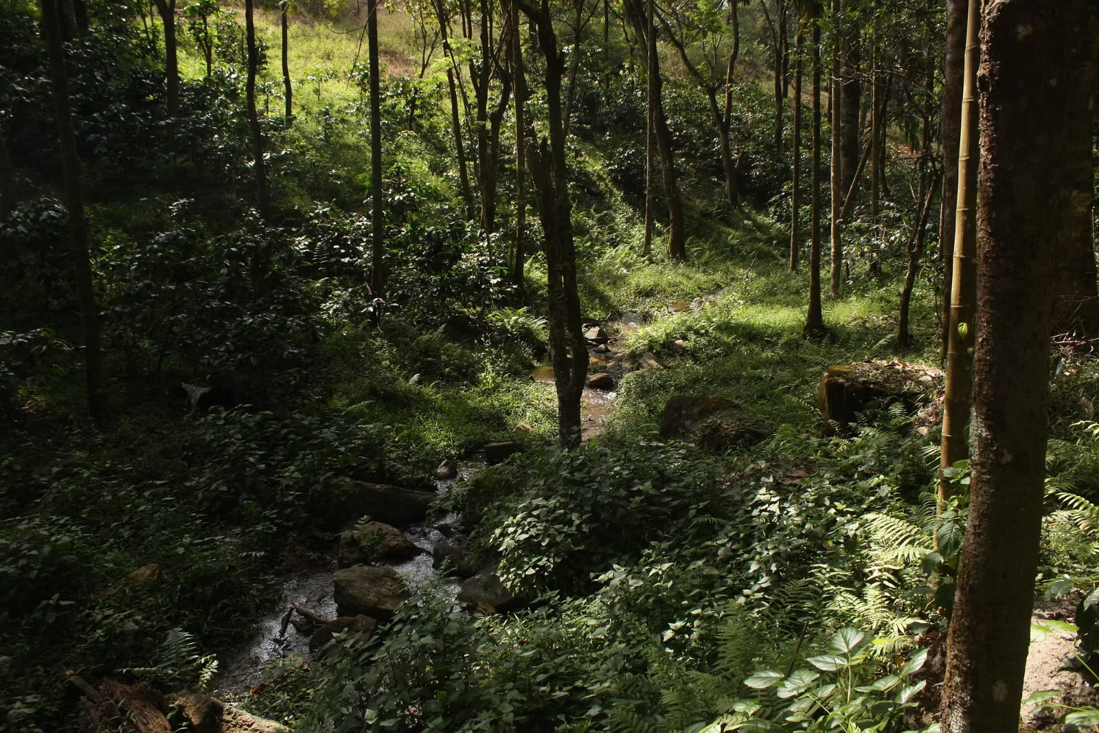 Kerehaklu Estate