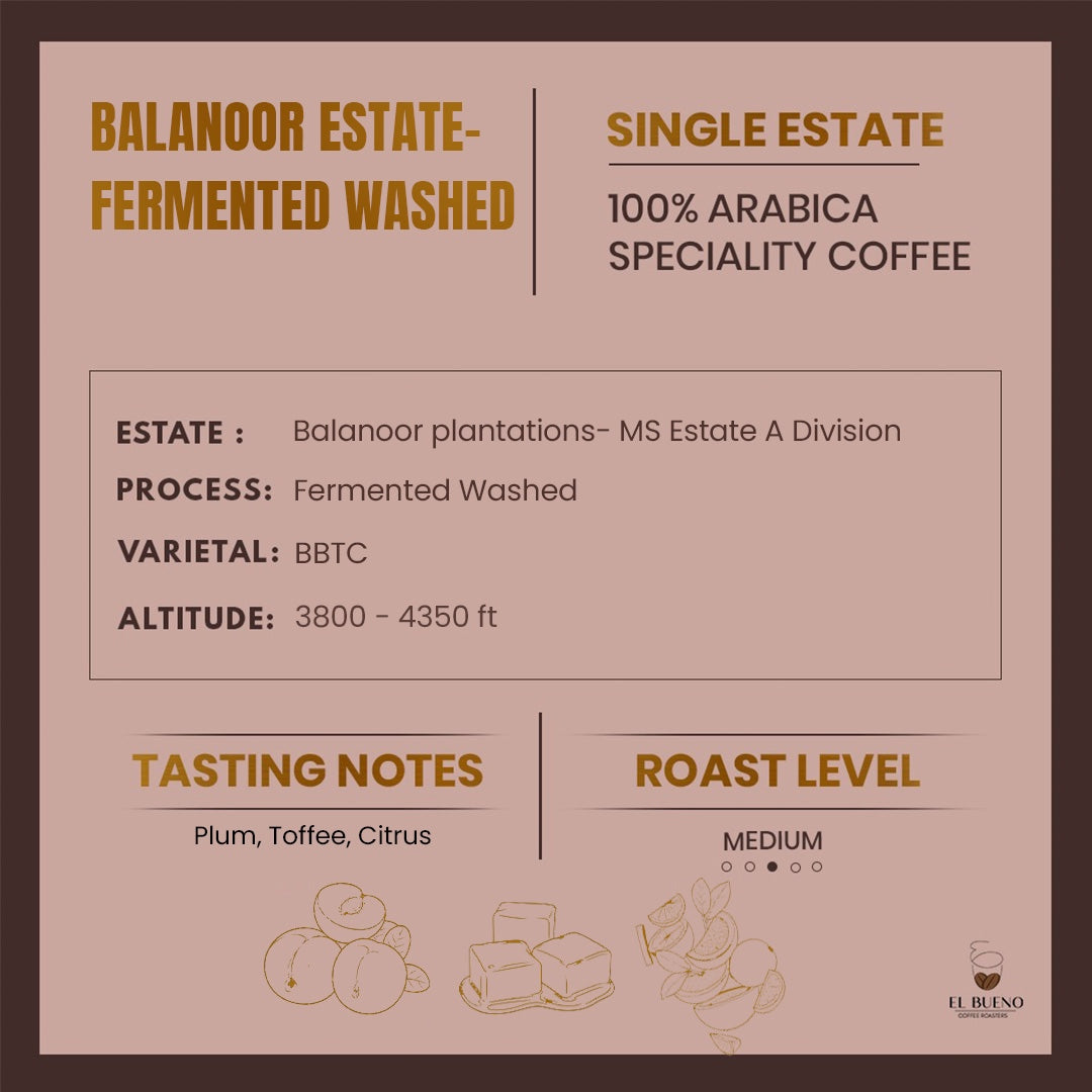 Balanoor Fermented Washed - BBTC