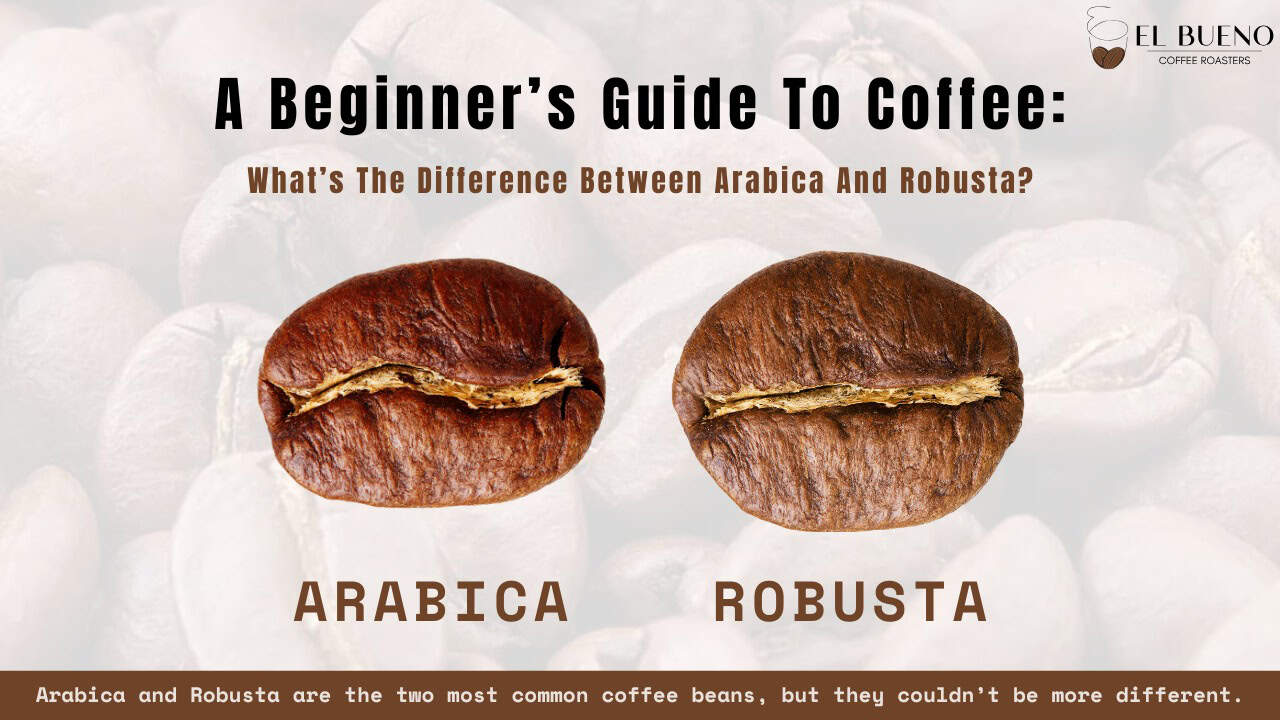 Difference Between Arabica and Robusta